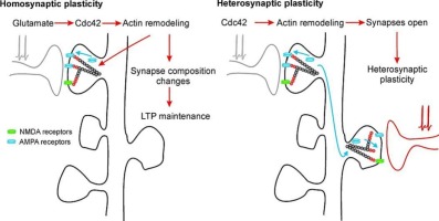 Cdc42 activation is necessary for heterosynaptic cooperation and competition