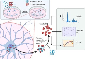 Amyloid-β deposits in human astrocytes contain truncated and highly resistant proteoforms