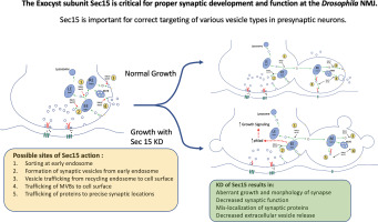 The exocyst subunit Sec15 is critical for proper synaptic development and function at the Drosophila NMJ