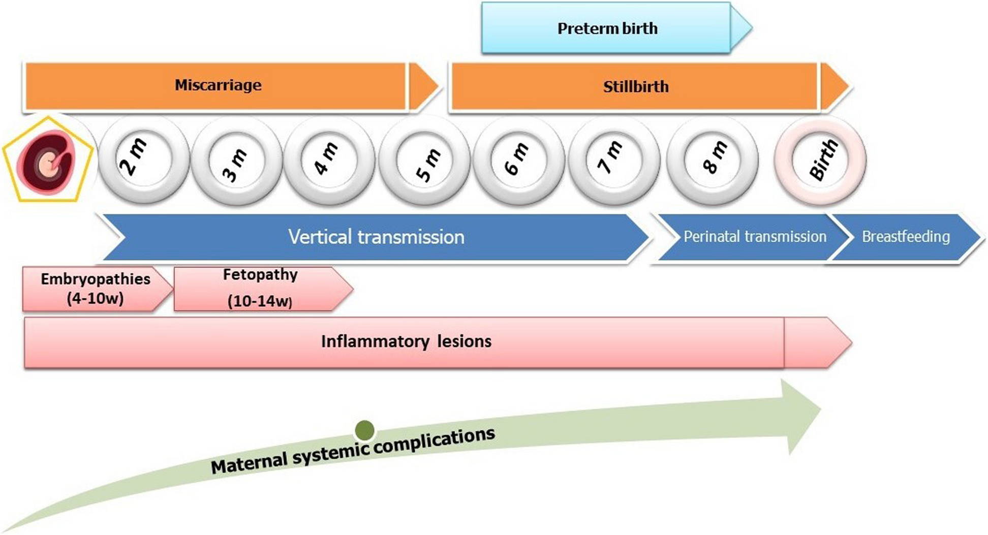 Arboviruses and pregnancy: are the threats visible or hidden?