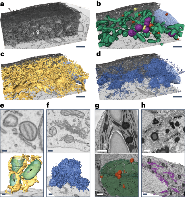 Accelerating data sharing and reuse in volume electron microscopy