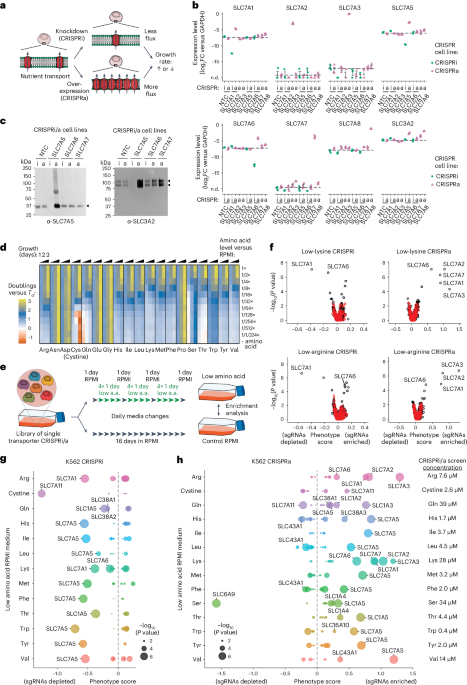 A CRISPRi/a screening platform to study cellular nutrient transport in diverse microenvironments