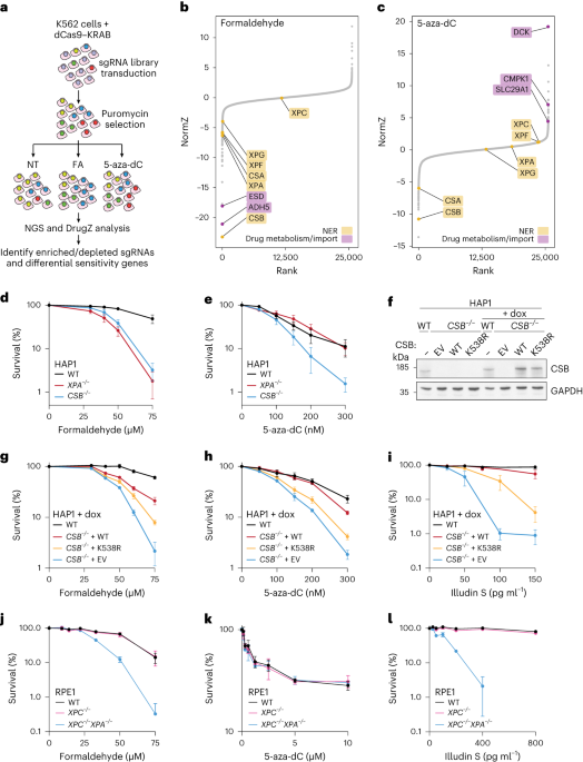 Transcription-coupled repair of DNA–protein cross-links depends on CSA and CSB