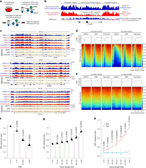 Endogenous aldehyde-induced DNA–protein crosslinks are resolved by transcription-coupled repair