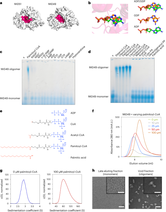 Fatty acyl-coenzyme A activates mitochondrial division through oligomerization of MiD49 and MiD51