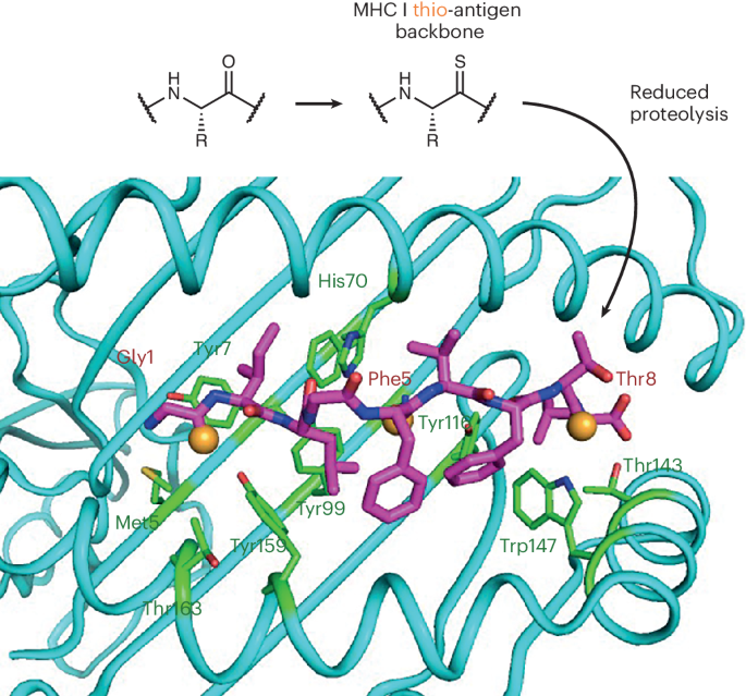 Peptide vaccines get an OS update