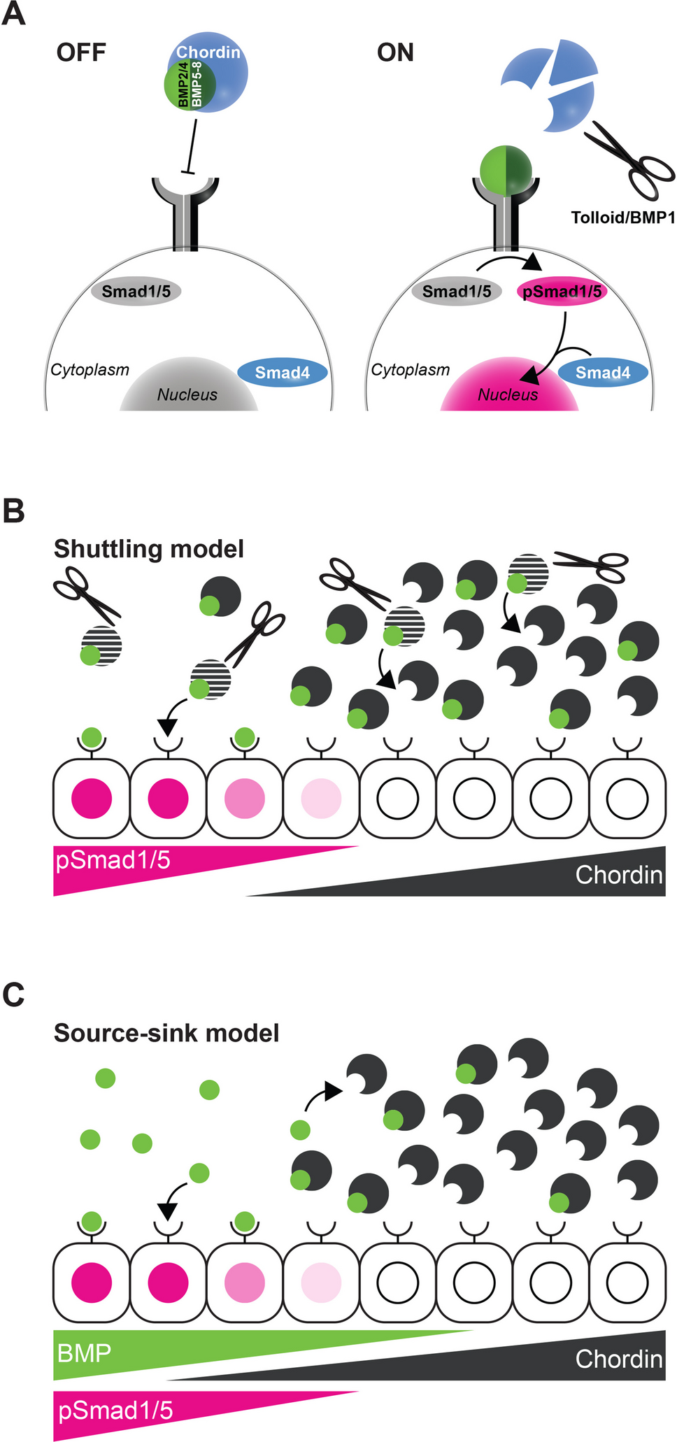 Highly conserved and extremely evolvable: BMP signalling in secondary axis patterning of Cnidaria and Bilateria