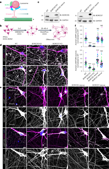 Messenger RNA transport on lysosomal vesicles maintains axonal mitochondrial homeostasis and prevents axonal degeneration