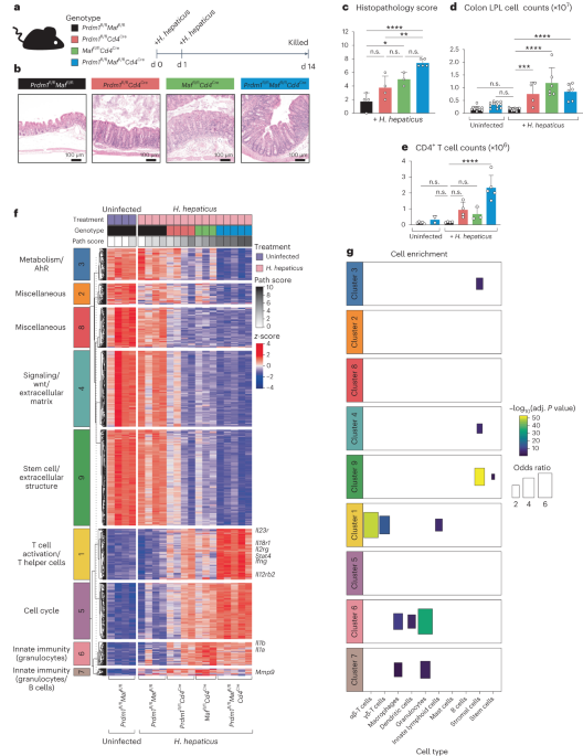 Blimp-1 and c-Maf regulate immune gene networks to protect against distinct pathways of pathobiont-induced colitis