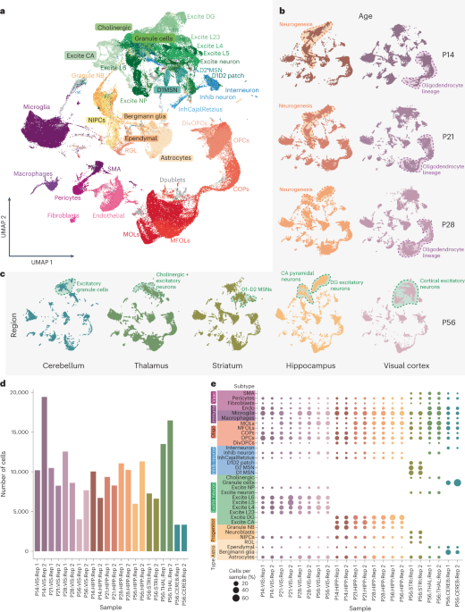Single-cell long-read sequencing-based mapping reveals specialized splicing patterns in developing and adult mouse and human brain