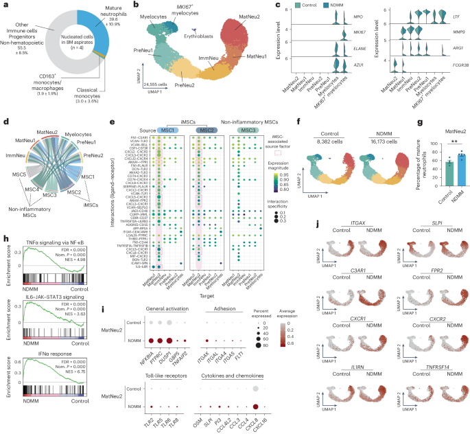 An IL-1β-driven neutrophil–stromal cell axis fosters a BAFF-rich protumor microenvironment in individuals with multiple myeloma