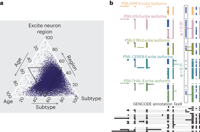 Widespread changes in alternative splicing in developing and adult mouse brain