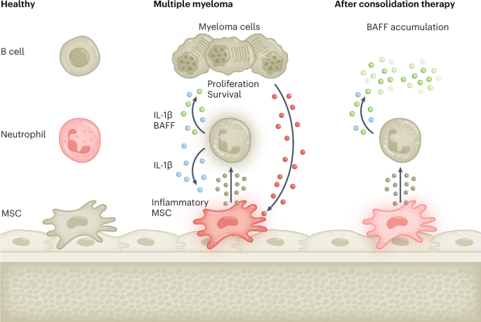 The enduring neutrophil–stroma dance of multiple myeloma