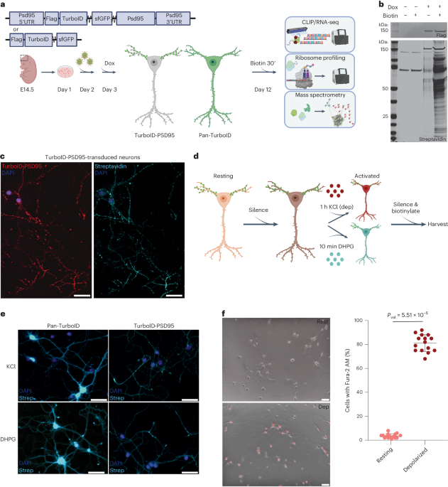 Neuronal activity rapidly reprograms dendritic translation via eIF4G2:uORF binding