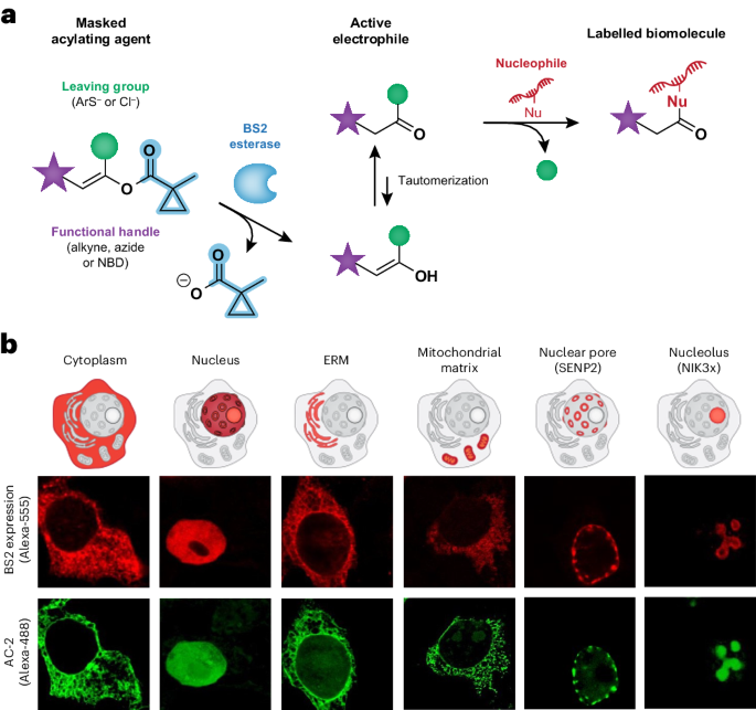 Masked acid chlorides for proximity labelling of RNA
