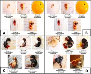 Investigating the teratogenic potential of diclofenac sodium on chick embryos: A warning for pregnant women