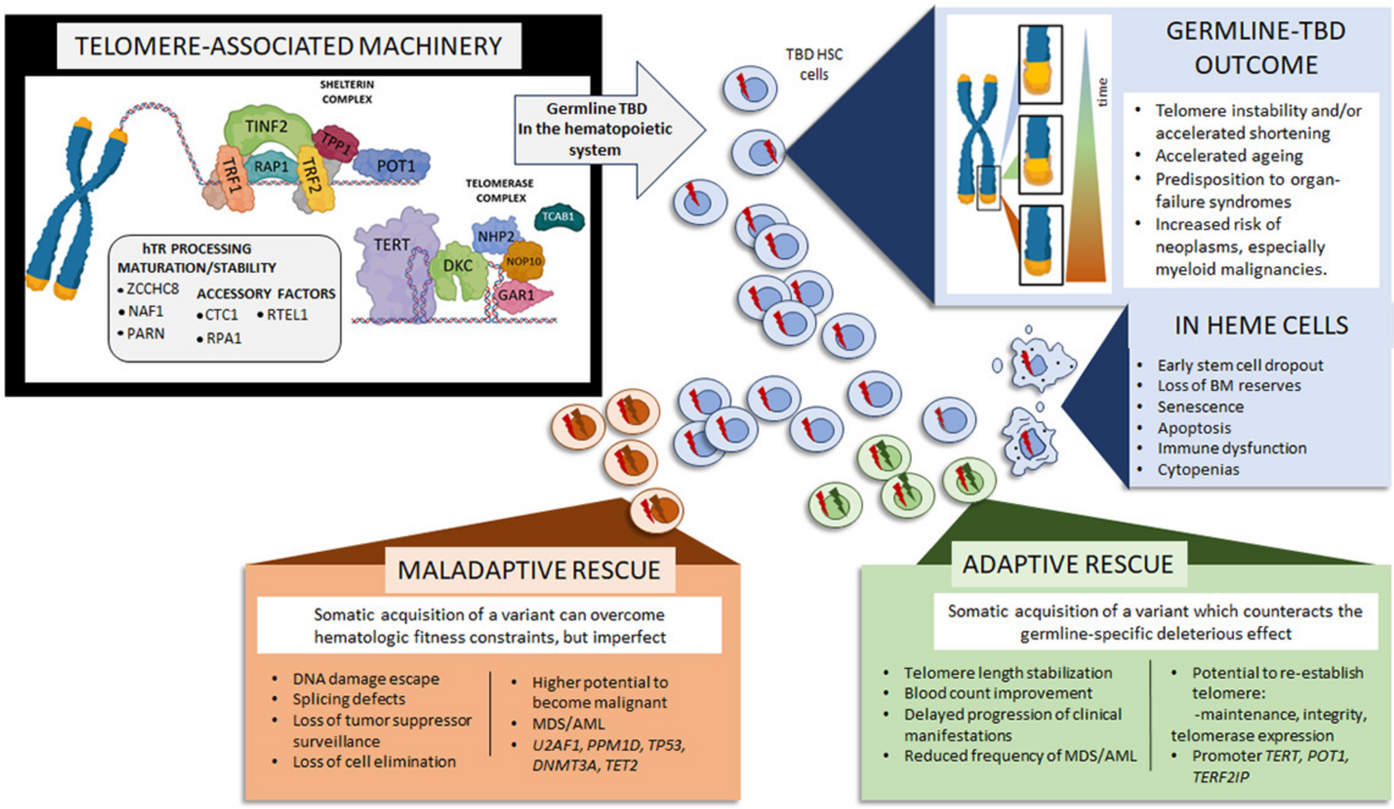 Adaptive and Maladaptive Clonal Hematopoiesis in Telomere Biology Disorders