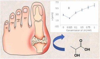 Is lactic acid a misunderstood trigger of gout attack for a century?