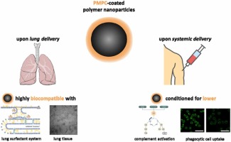 Bioinspired zwitterionic triblock copolymers designed for colloidal drug delivery: 2 - Biological evaluation