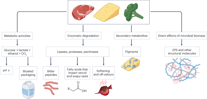 Microbial food spoilage: impact, causative agents and control strategies