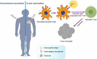Advances in therapeutic cancer vaccines: harnessing immune adjuvants for enhanced efficacy and future perspectives