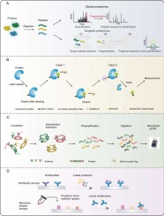 Proteomics Appending a Complementary Dimension to Precision Oncotherapy