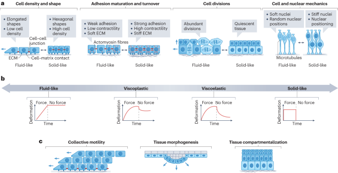 Mechanical state transitions in the regulation of tissue form and function