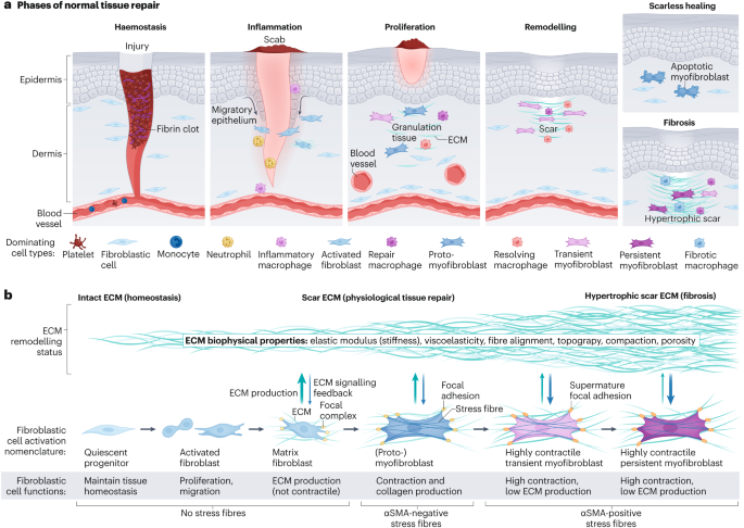 Fibroblast and myofibroblast activation in normal tissue repair and fibrosis