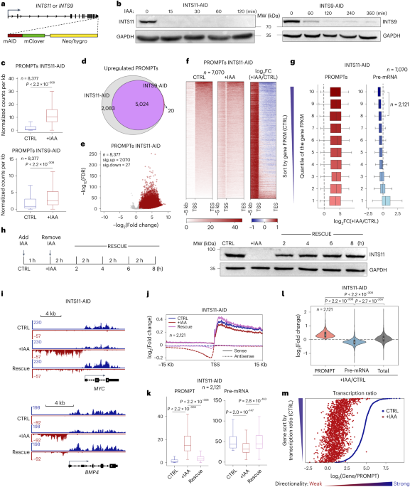 Transcription directionality is licensed by Integrator at active human promoters