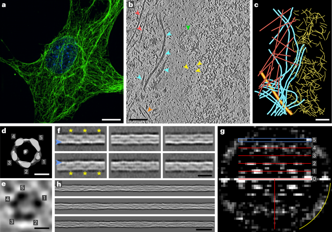 Vimentin filaments integrate low-complexity domains in a complex helical structure