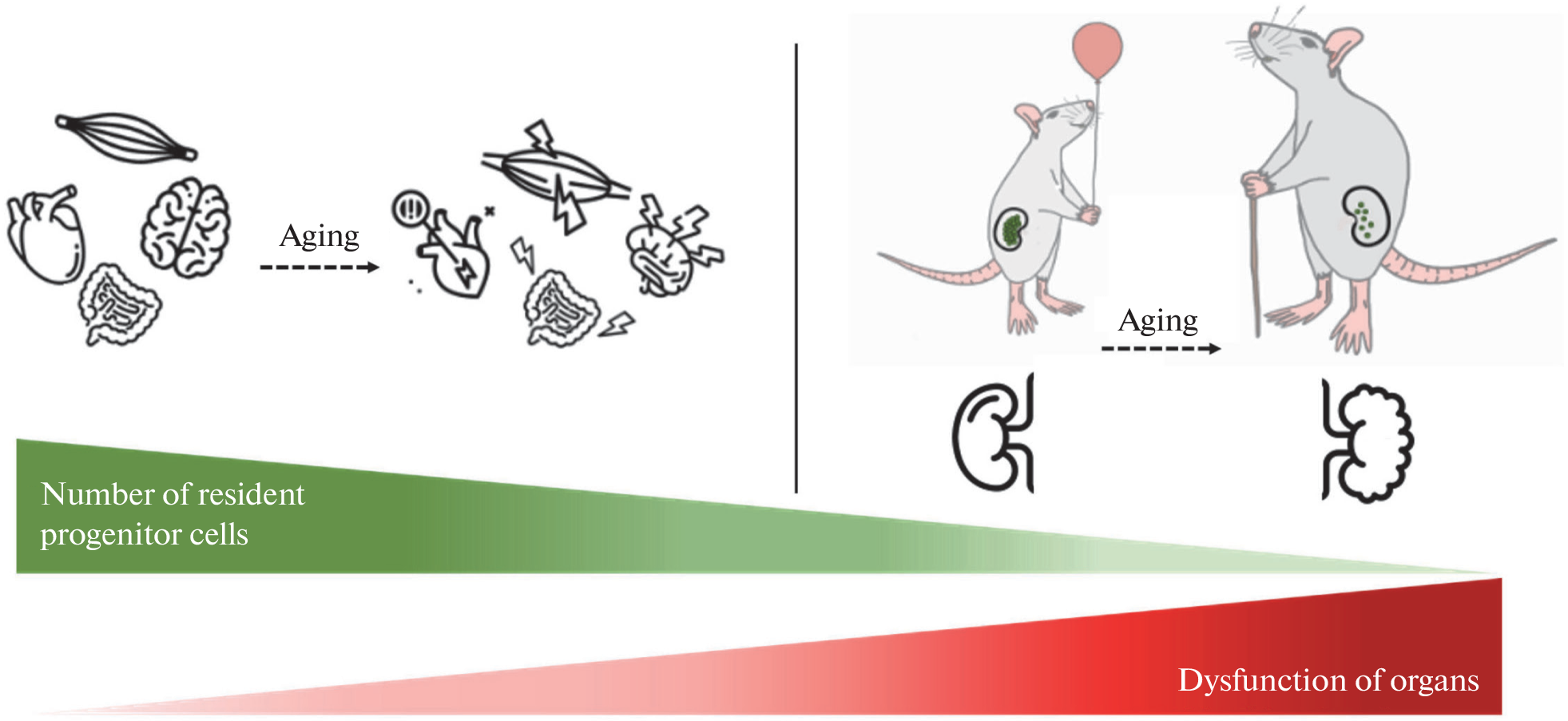 Age-Related Changes and Loss of Damage Resistance of Kidney Tissue: The Role of a Decrease in the Number of Kidney Resident Progenitor Cells