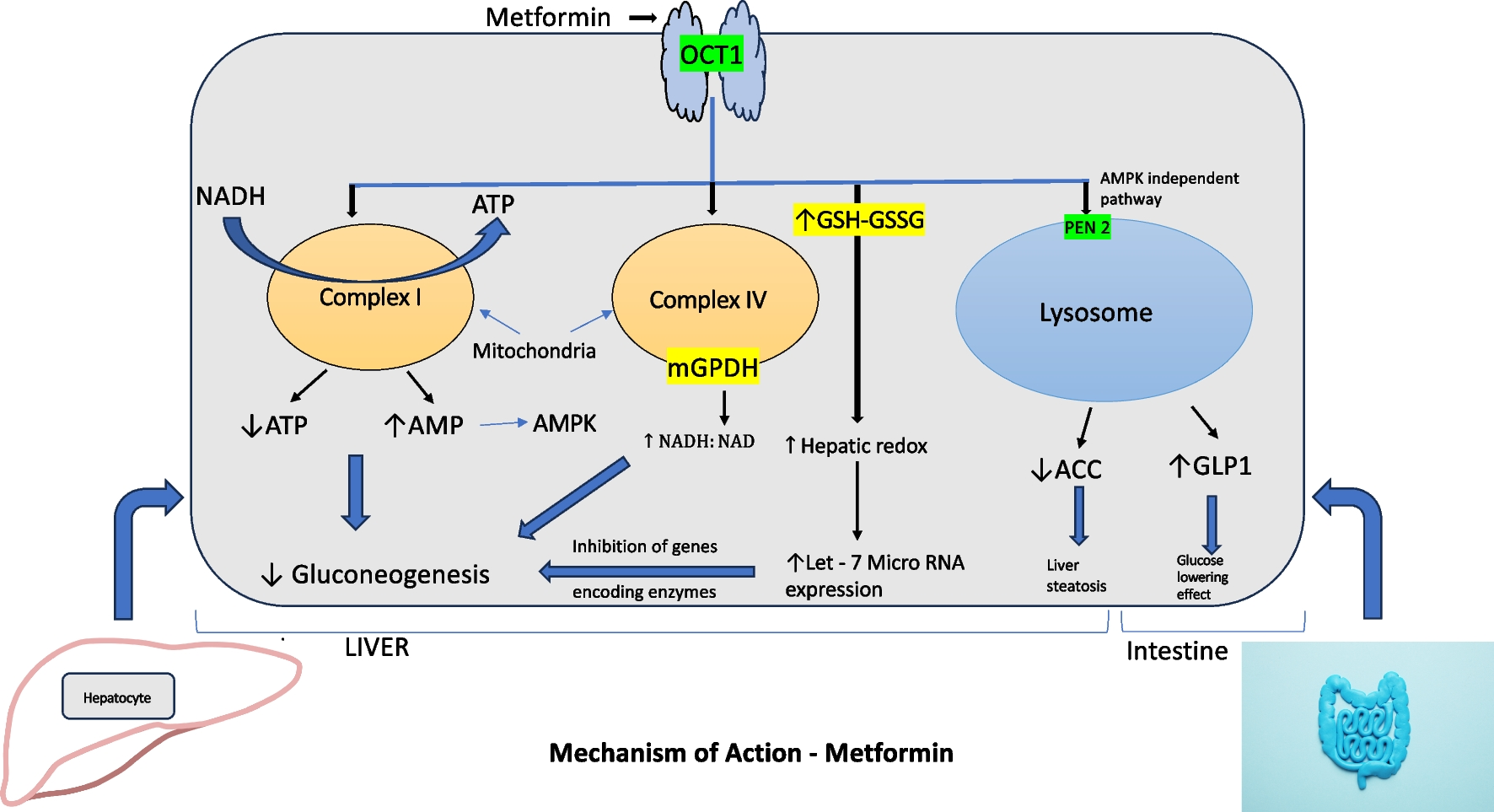 Metformin: Past, Present, and Future