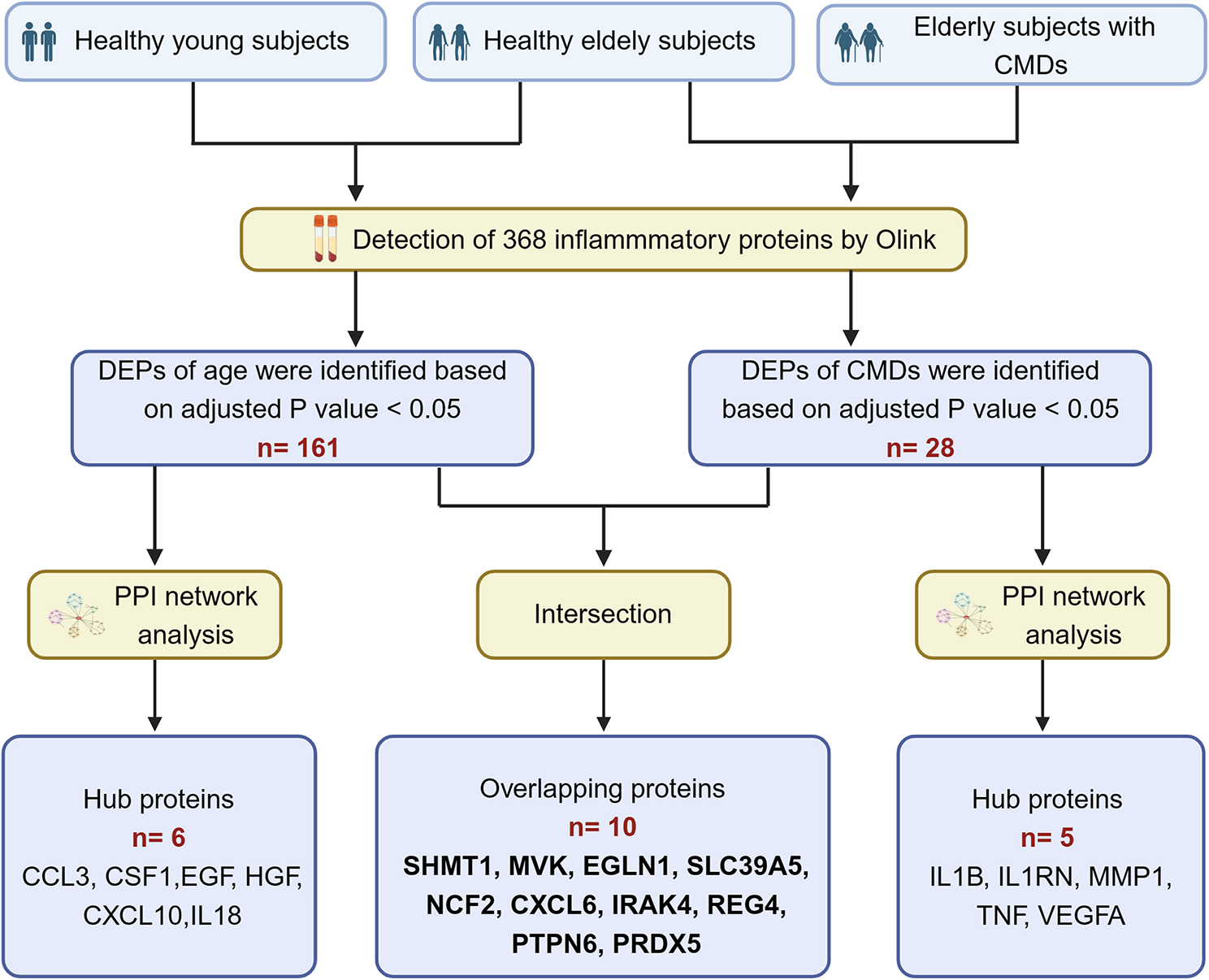 Multiplex proteomics identifies inflammation-related plasma biomarkers for aging and cardio-metabolic disorders