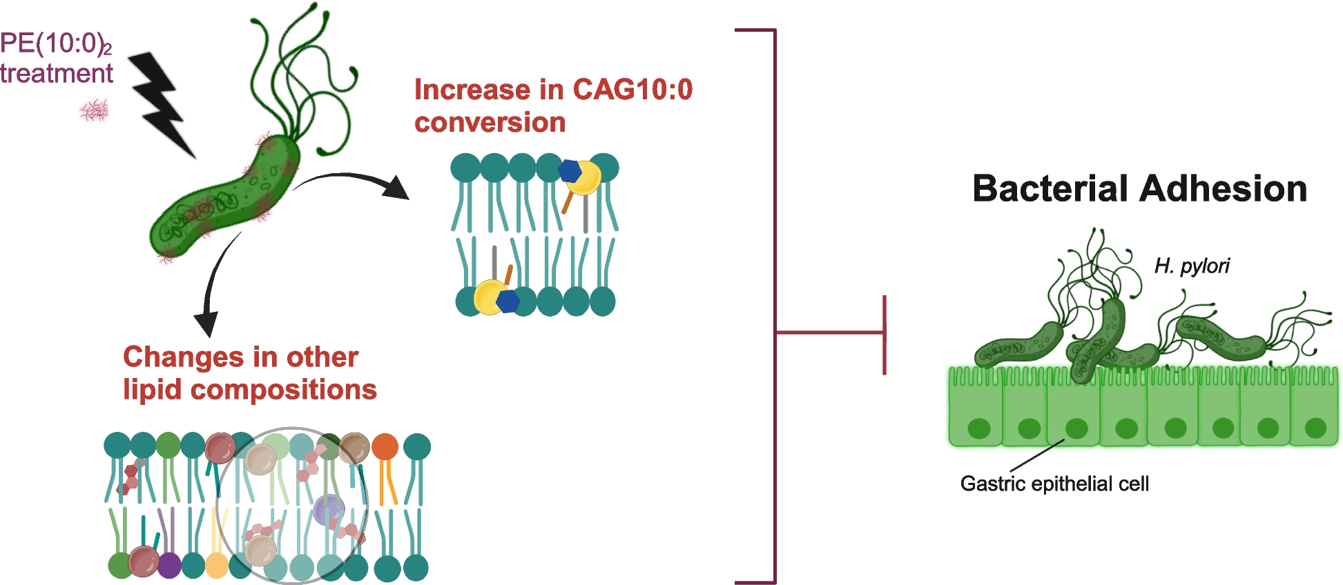 Membrane lipid remodeling eradicates Helicobacter pylori by manipulating the cholesteryl 6'-acylglucoside biosynthesis