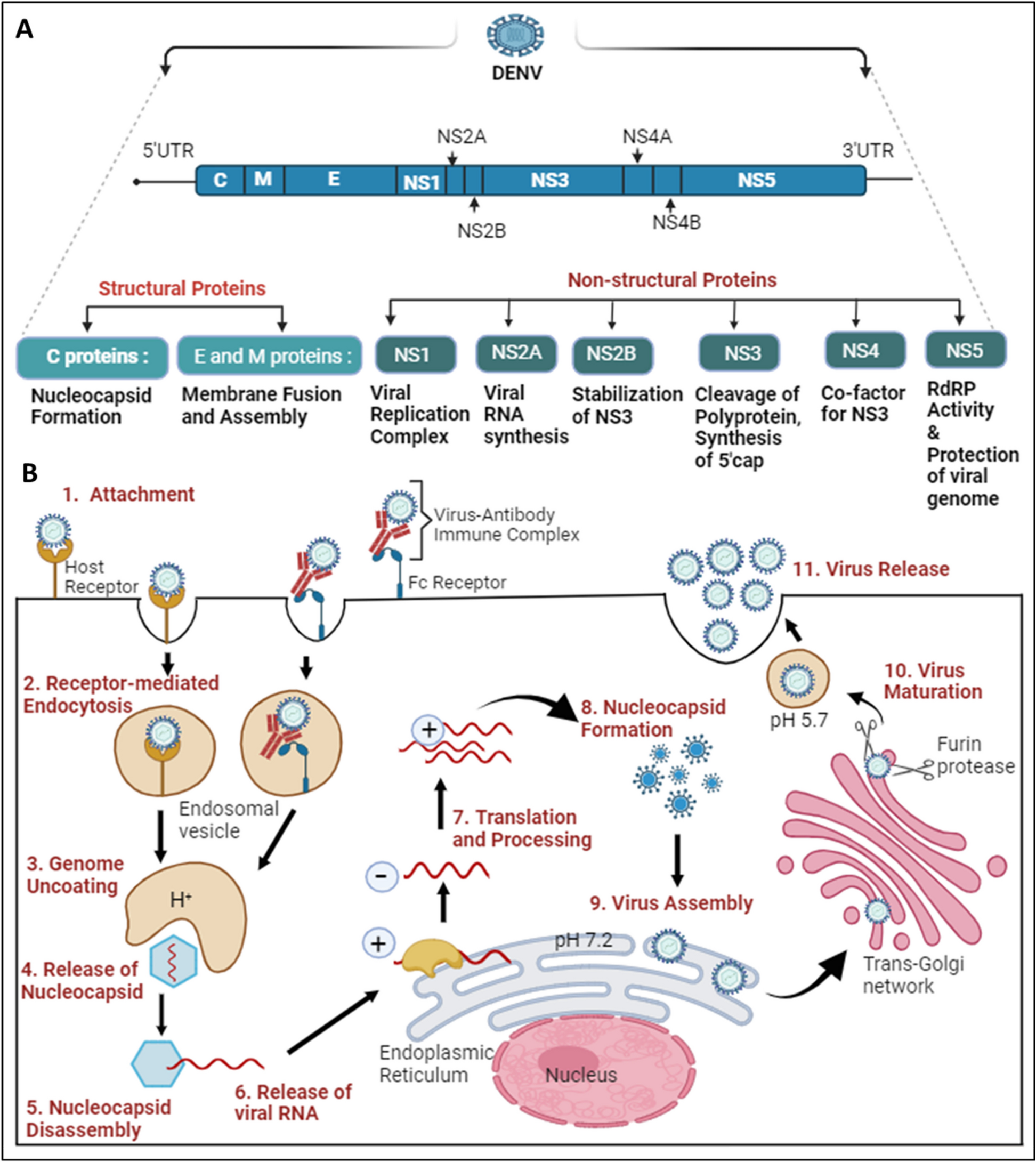 Dengue virus pathogenesis and host molecular machineries