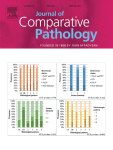 RARE AND UNCOMMON MALIGNANT MAMMARY TUMOuRS IN DOGS AND CATS: PRELIMINARY RESULTS FROM A PORTUGUESE MULTICENTRIC STUDY