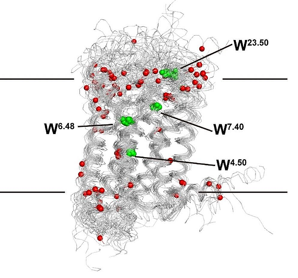 Fluorine-19 labeling of the tryptophan residues in the G protein-coupled receptor NK1R using the 5-fluoroindole precursor in Pichia pastoris expression