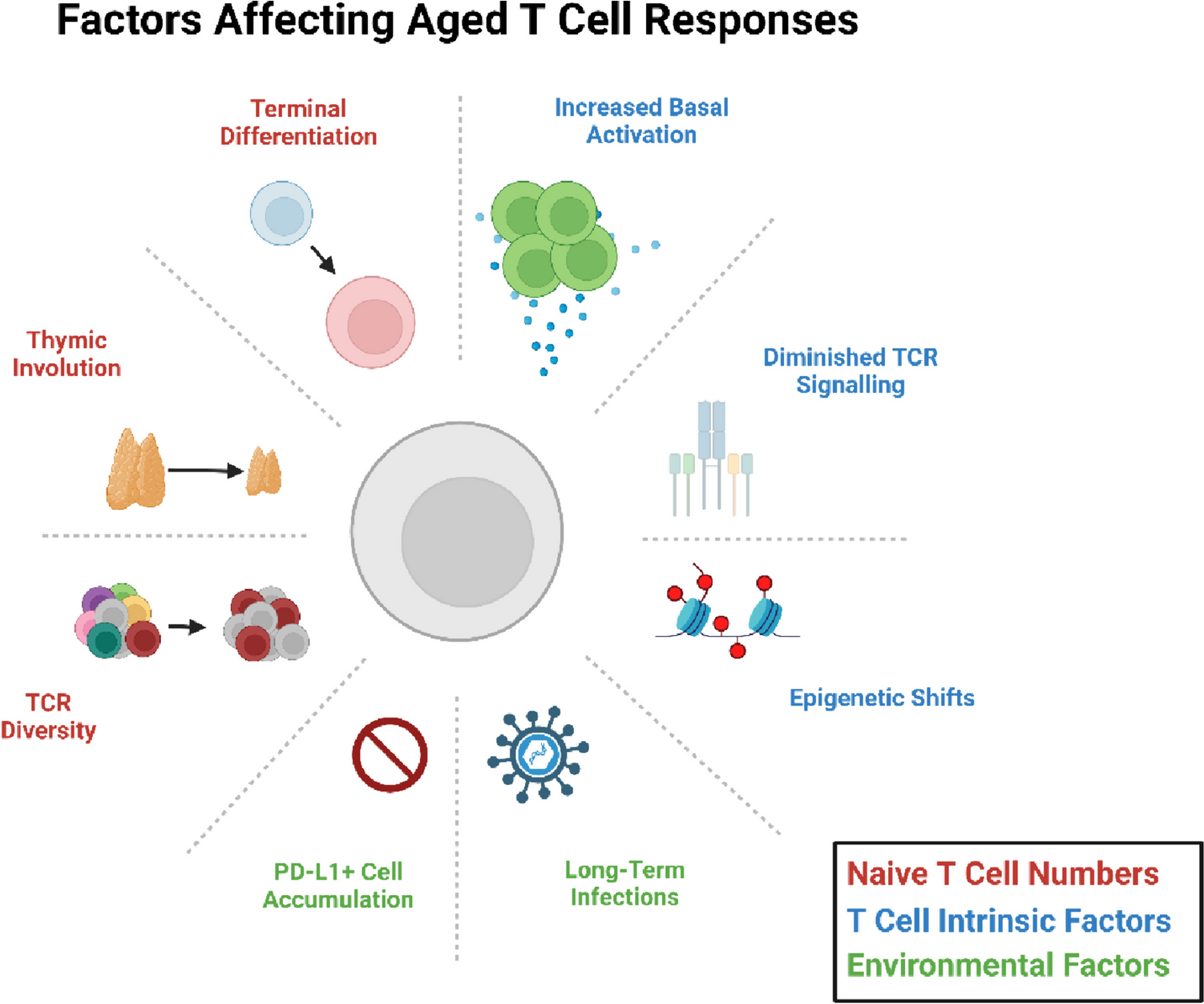Immune Checkpoint Inhibitors in Geriatric Oncology