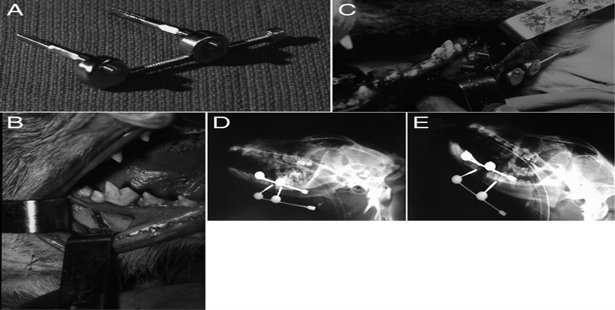 Histomorphologic, Biomechanical, and Functional Analysis in Mandibular Osteogenesis Induced by External Distraction