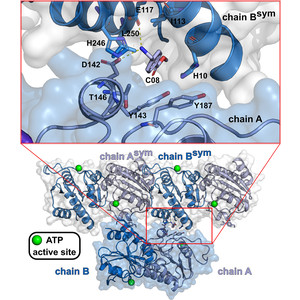 A small step towards an important goal: fragment screen of the c-di-AMP-synthesizing enzyme CdaA