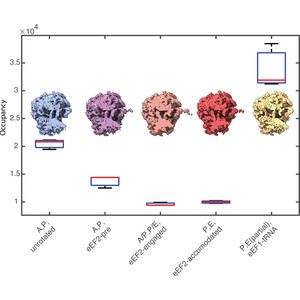 STOPGAP: an open-source package for template matching, subtomogram alignment and classification