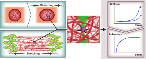Micro-Tensile Rheology of Fibrous Gels Quantifies Strain-dependent Anisotropy