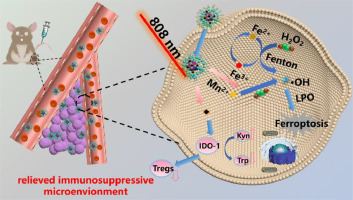 Ultra-small Janus nanoparticle-induced activation of ferroptosis for synergistic tumor immunotherapy