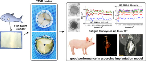 Fish swim bladders as valve leaflets enhance the durability of transcatheter aortic valve replacement devices