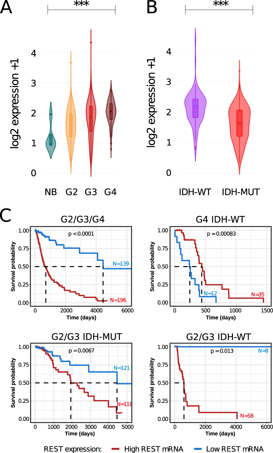 Comprehensive analysis of the REST transcription factor regulatory networks in IDH mutant and IDH wild-type glioma cell lines and tumors