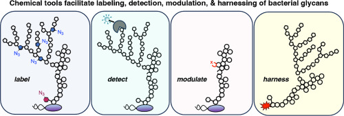 Chemical biology tools to probe bacterial glycans