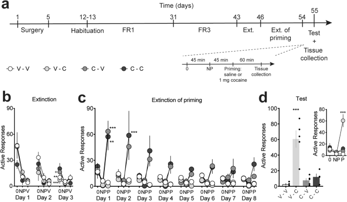 A large-scale c-Fos brain mapping study on extinction of cocaine-primed reinstatement