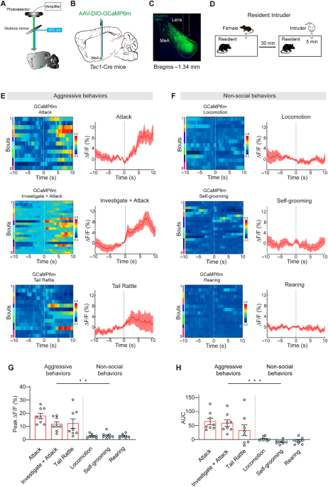 Substance P in the medial amygdala regulates aggressive behaviors in male mice