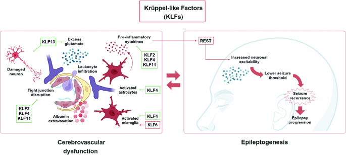 Krüppel-like factors: potential roles in blood-brain barrier dysfunction and epileptogenesis