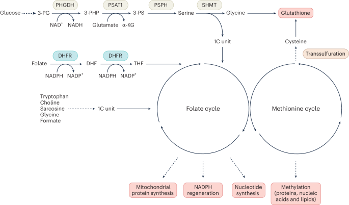 Cycling back to folate metabolism in cancer